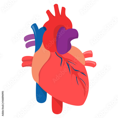 Human heart vector isolated. Internal organ, medical illustraion, concept of science and education. Cardiac muscle, blood vessels.