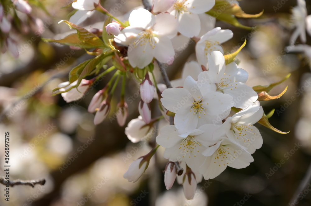 Fototapeta premium 桜
