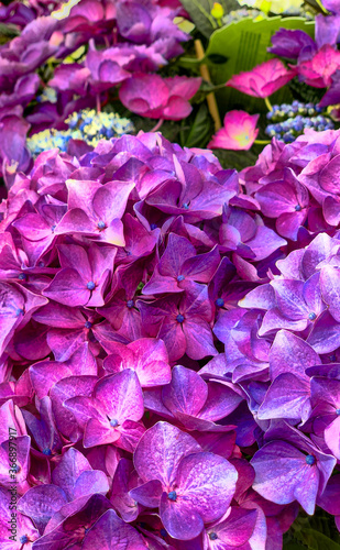 Vibrant violet colored hortensia flower close up, natural pattern background . High quality photo