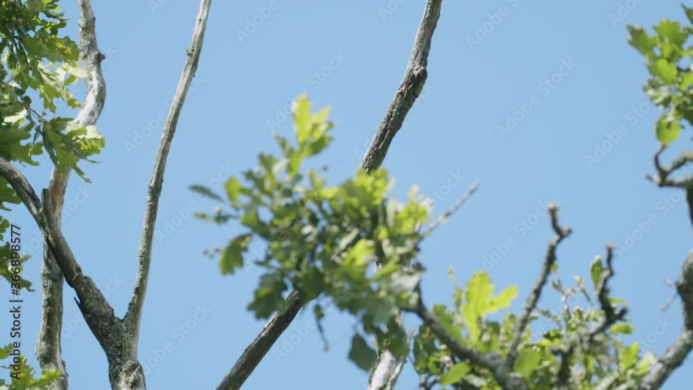 Dangerous dead dry wood branches in light wind Dangerous dead dry wood branches in light wind