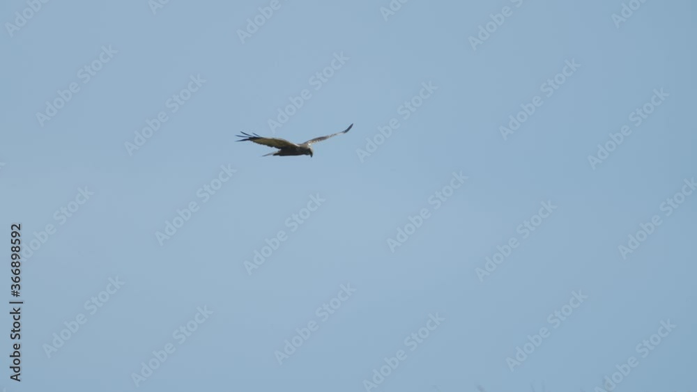 Marsh harrier in flight over fields and bushes hunting pray Marsh harrier in flight over fields and bushes hunting pray