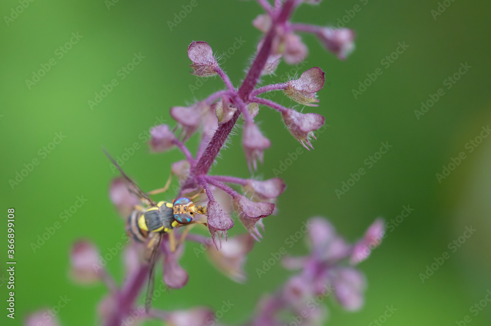 Flying (Drosophila melanogaster) insects are one of the important pests that damage the fruit.
Flying (Drosophila melanogaster) insects are one of the important pests that damage the fruit.