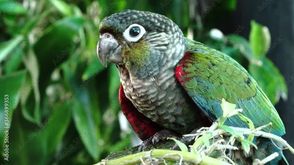 blue and yellow parrot