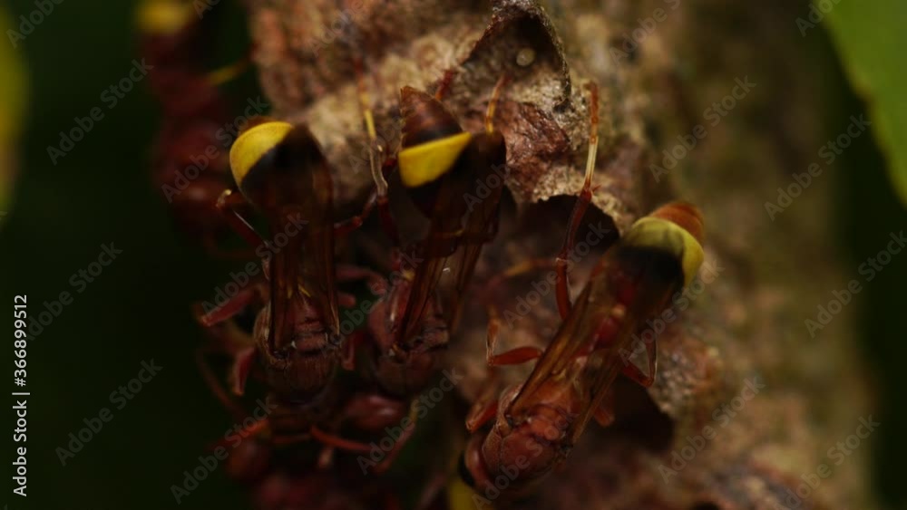 ants on a flower
