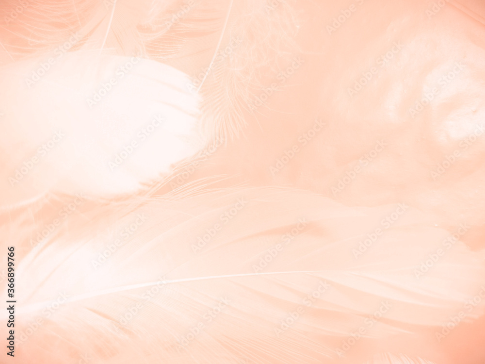 Beautiful abstract orange and white feathers on white background, soft brown feather texture on white pattern background, yellow feather background Beautiful abstract orange and white feathers on white background, soft brown feather texture on white pattern background, yellow feather background