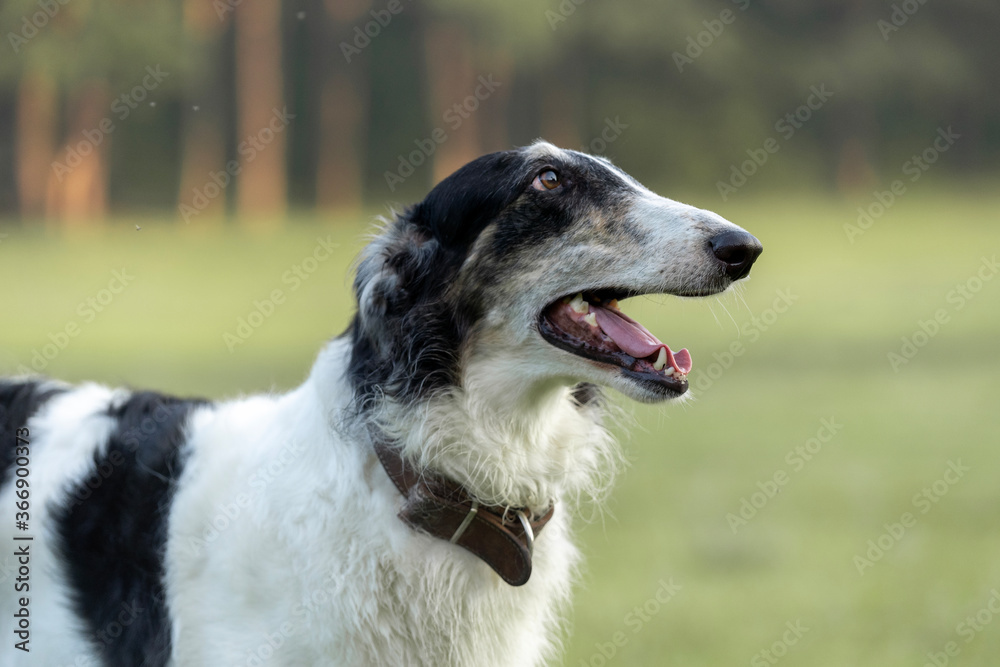 Portrait of a Russian Greyhound dog closeup. Black-and-white Russian Greyhound. Portrait of a Russian Greyhound dog closeup. Black-and-white Russian Greyhound.