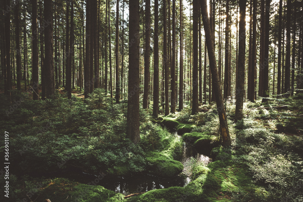 Beautiful bend of forest brook flowing between the shores covered with moss reflecting the sun light of the rising sun in the green spruce forest of the national park Bohemian forest in Czech republic Beautiful bend of forest brook flowing between the shores covered with moss reflecting the sun light of the rising sun in the green spruce forest of the national park Bohemian forest in Czech republic