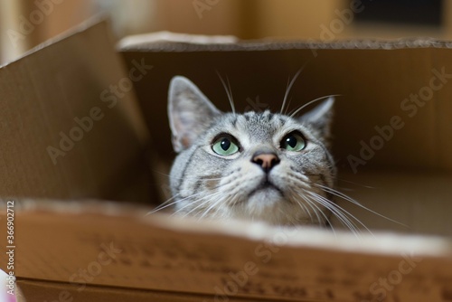段ボール箱に入った猫ちゃん サバトラ猫