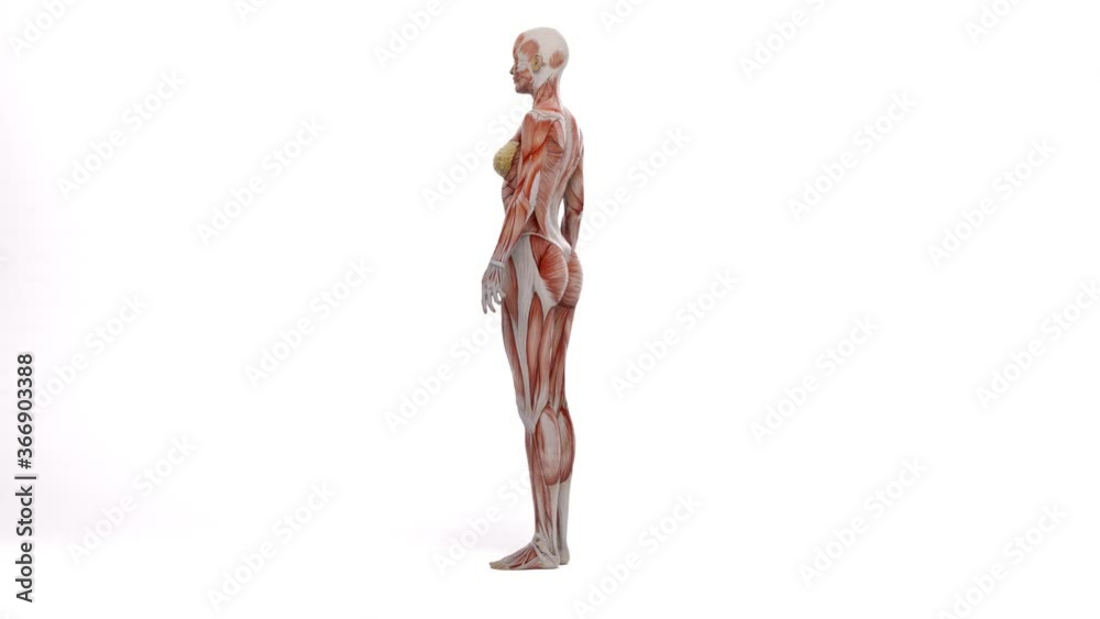 3D Render : Female model with the muscle tissues mapping on her body rotating 360 degree 3D Render : Female model with the muscle tissues mapping on her body rotating 360 degree