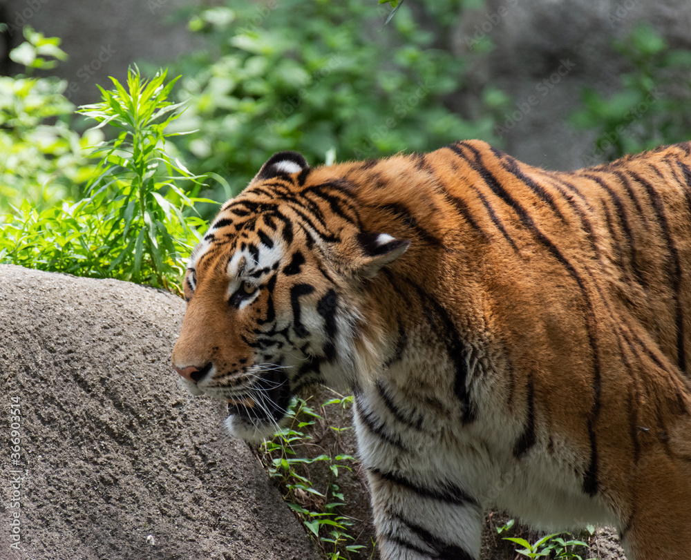 Obraz premium トラ