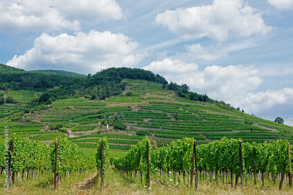 Les vignes et la montagne, Alsace, France
