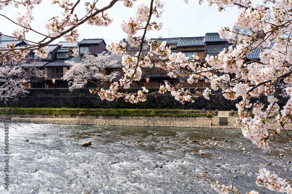 春の金沢　桜咲く浅野川と主計町茶屋街