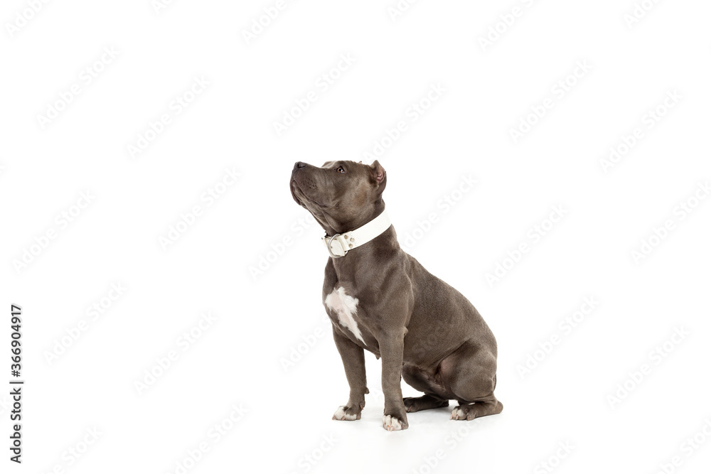 American Bully dog breed isolated on white background