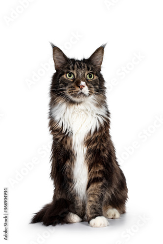 Handsome adult Maine Coon cat, sitting facing front. Looking above camera with paw playful in air with green eyes. Isolated on white background.