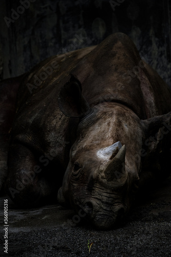 Rhinoceros laying down.