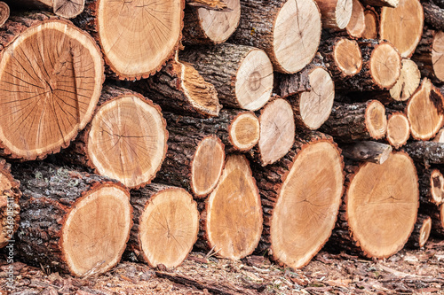 Wooden logs of pine woods in the forest  stacked in a pile