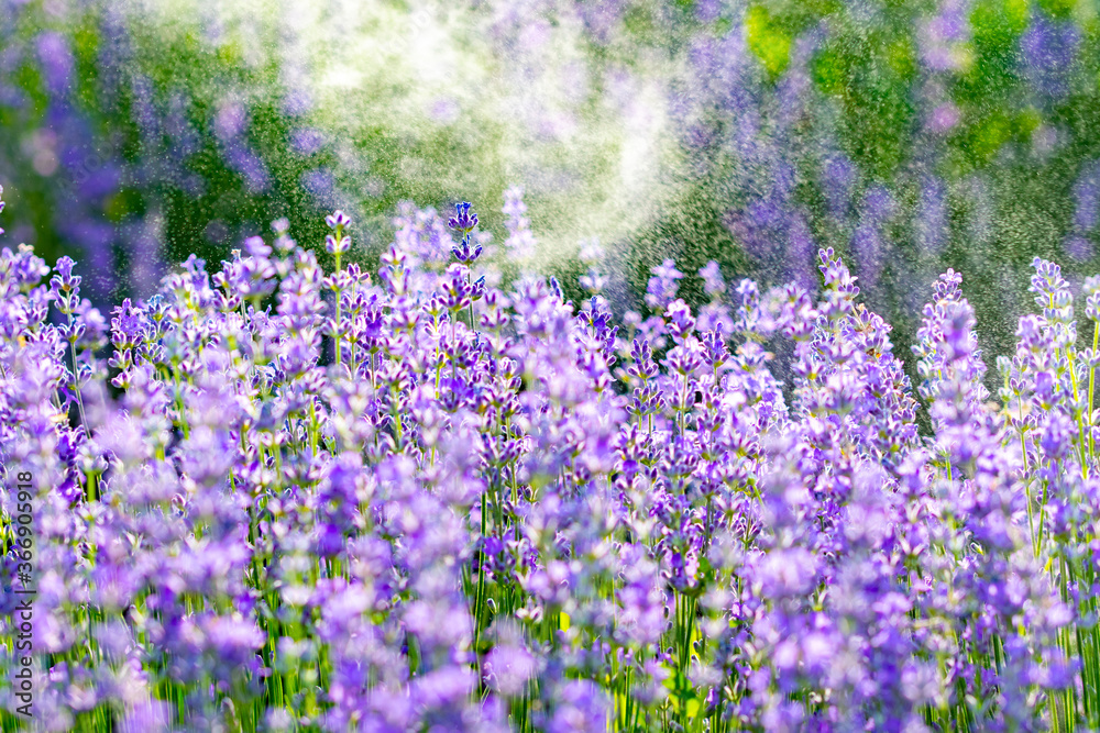 Naklejka premium admiring the plain with green grass and purple lavender