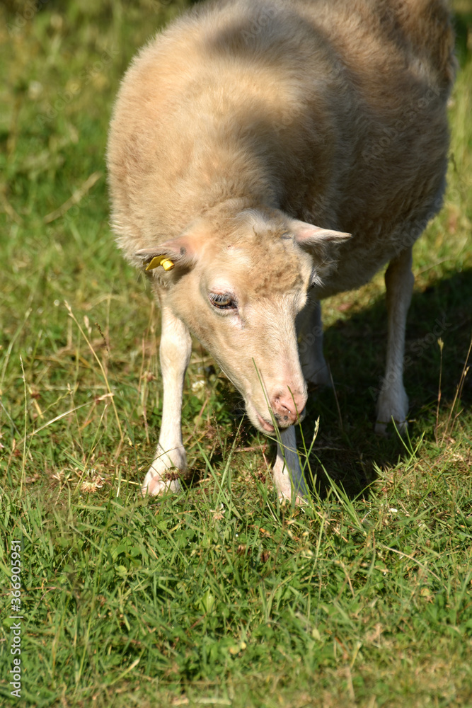 Fototapeta premium Skudde