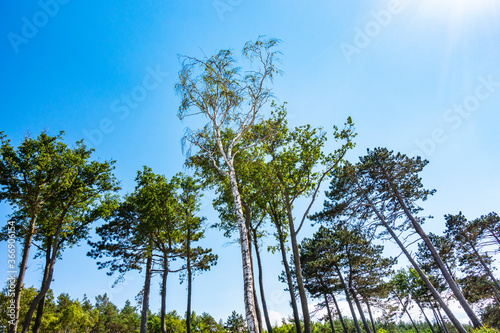 Fototapeta Naklejka Na Ścianę i Meble -  drzewo drzewa sosna brzoza niebo