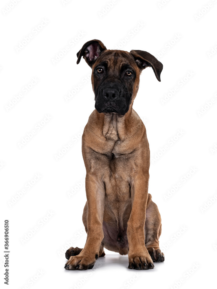 Handsome Boerboel / Malinois crossbreed dog, sitting facing front. Head up, looking at camera with mesmerizing light eyes. Isolated on white background. Handsome Boerboel / Malinois crossbreed dog, sitting facing front. Head up, looking at camera with mesmerizing light eyes. Isolated on white background.
