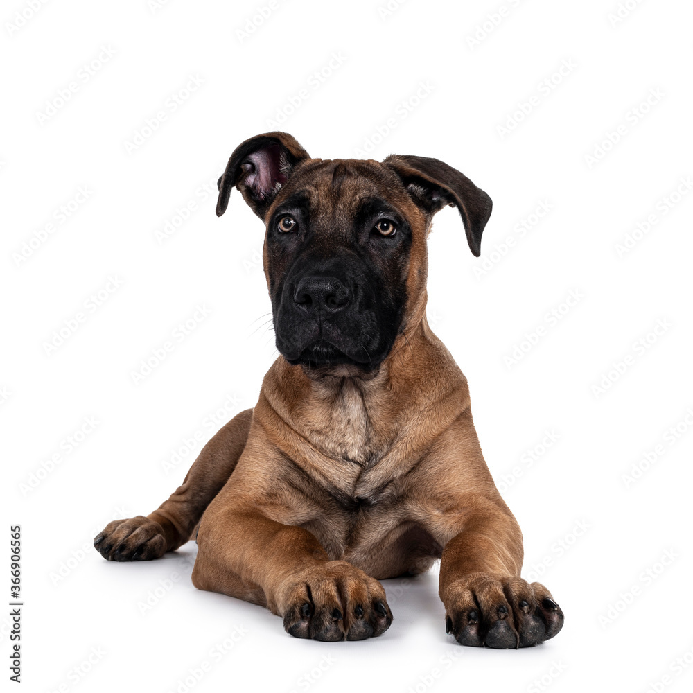 Handsome Boerboel / Malinois crossbreed dog, laying down facing front. Head up, looking at camera with mesmerizing light eyes. Isolated on white background.