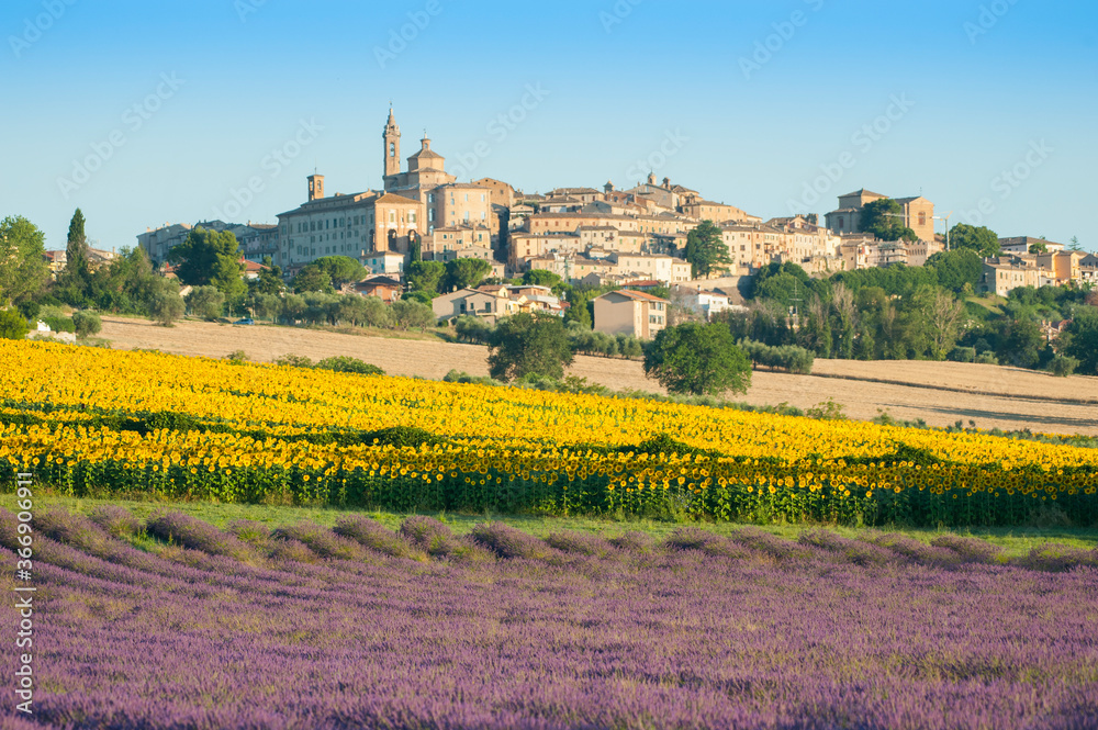 the flowering of sunflowers and lavender the flowering of sunflowers and lavender