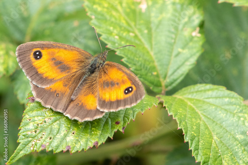 Foto Gate keeper butterfly (Pyronia tithonus) perched on a bramble leaf