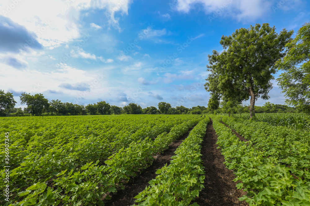 Row of growing green Cotton field in India.