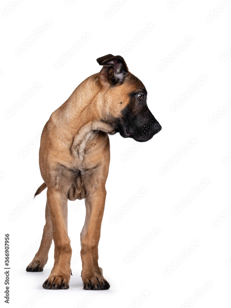 Handsome Boerboel / Malinois crossbreed dog, standing facing front. Head turned side ways, looking downs. Isolated on white background.