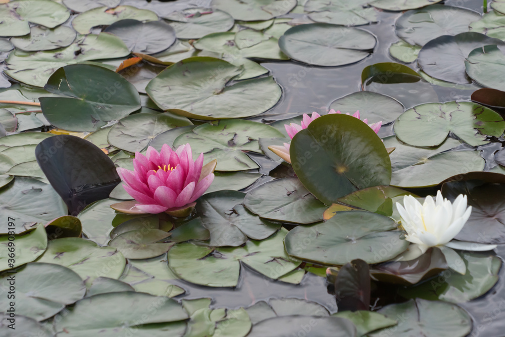Weiße und pinkfarbene Seerosen, Lotosblätter und Schilfgras im Teich
