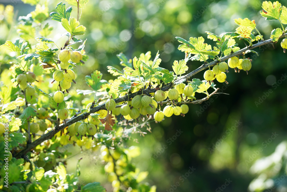 Gooseberry bush with ripe berry in summer in the garden Gooseberry bush with ripe berry in summer in the garden