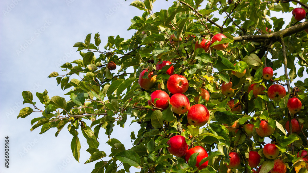 Beautiful, delicious, red apples in the branches. Ecological farm. Latvia