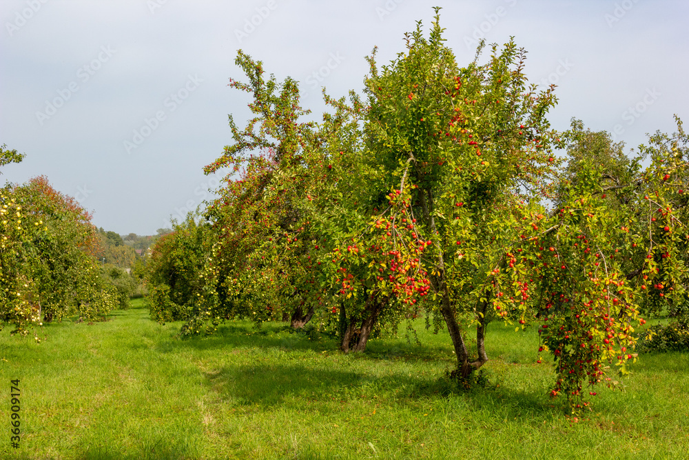 A view of the beautiful apple garden where the apple crop is preparing. Sunny early autumn day. Ecological farm