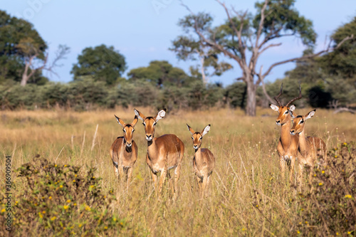 Impala antelope family (Aepyceros melampus) Caprivi strip game park, Nambwa Namibia, Africa safari wildlife and wilderness