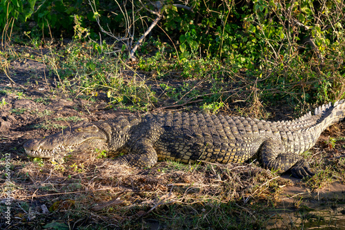 big nile crocodile resting on river bank  in Chobe river  Botswana safari wildlife