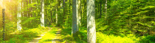 
Forest landscape background banner wide panoramic panorama -Trees and mossy forest floor in spring / summer with bright sun shining through the trees ( Black Forest )