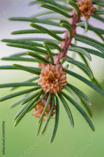 Close up of young pine branch with brown cones. Macro photography