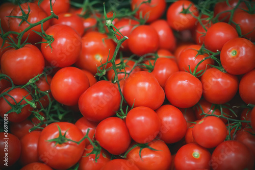 In the grocery store, there are many ripe red tomatoes on thin green twigs. Rich harvest.