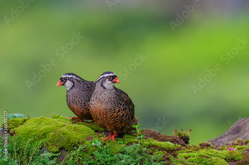 Fotografia Painted bush quail duo males