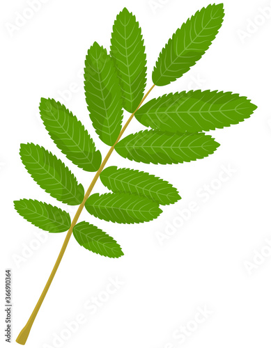Leaf of rowan isolated on white background. Part of tree in cartoon style.