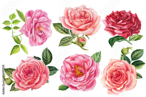 Flowers of pink roses, leaves, watercolor floral elements on an isolated white background, hand drawing © Hanna