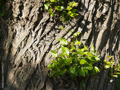 Obraz na płótnie Young buds