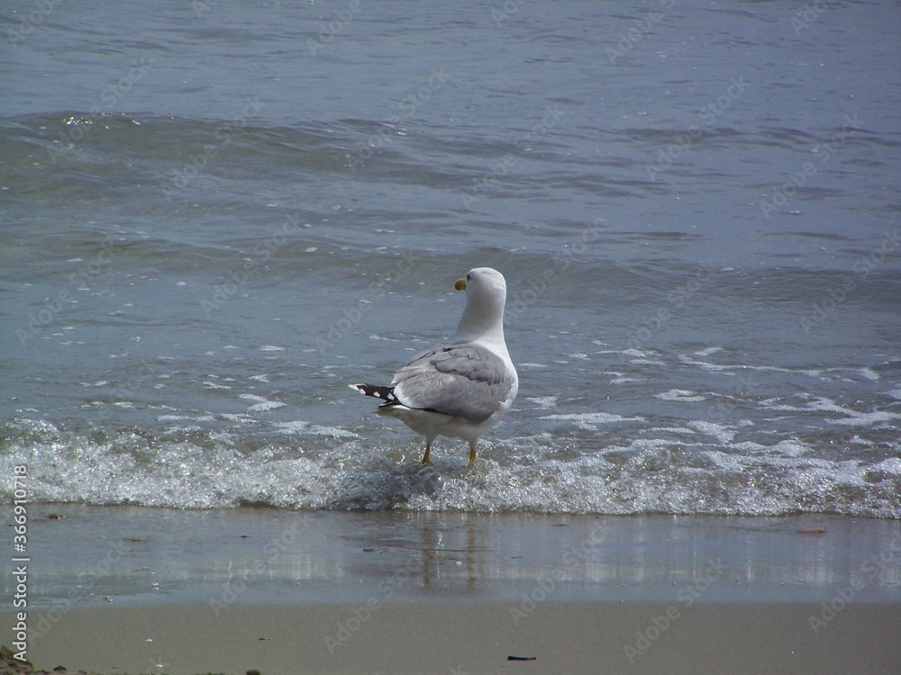 Larus argentatus, herring gull, Silbermöve Larus argentatus, herring gull, Silbermöve