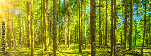  Forest landscape background banner wide panoramic panorama -Trees and mossy forest floor in spring / summer with bright sun shining through the trees ( Black Forest )