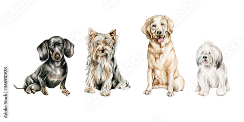 watercolor dogs isolated on white background.Dogs collection:dachshund,yorkshire terrier,labrador,odis
