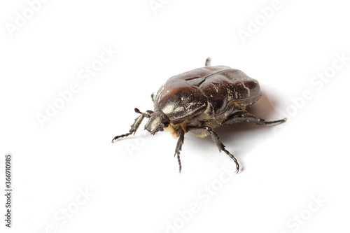 Close-up black beetle on white background
