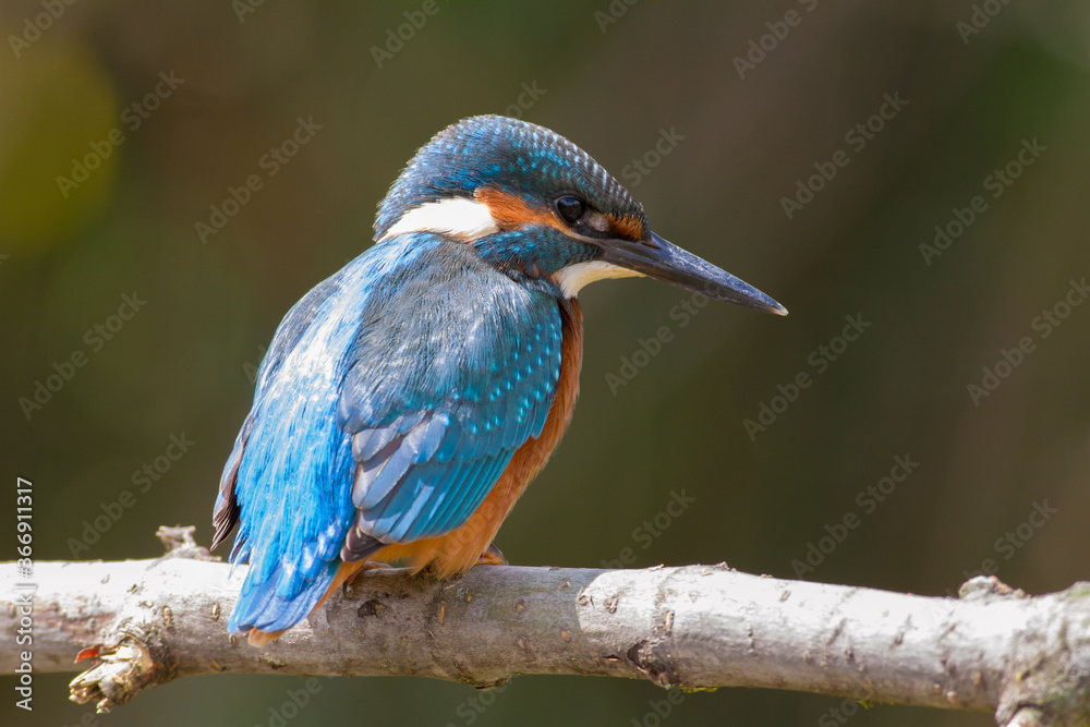 Common Kingfisher, Alcedo atthis. At dawn, a young bird sits on a beautiful branch above the river Common Kingfisher, Alcedo atthis. At dawn, a young bird sits on a beautiful branch above the river