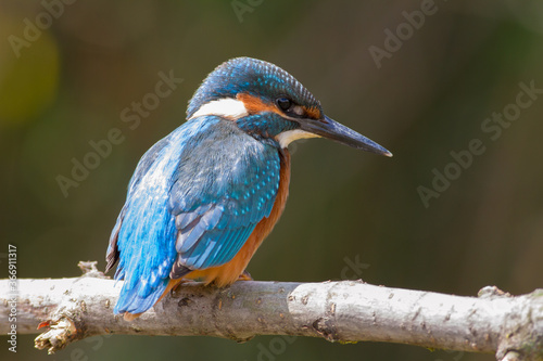 Common Kingfisher, Alcedo atthis. At dawn, a young bird sits on a beautiful branch above the river © Юрій Балагула