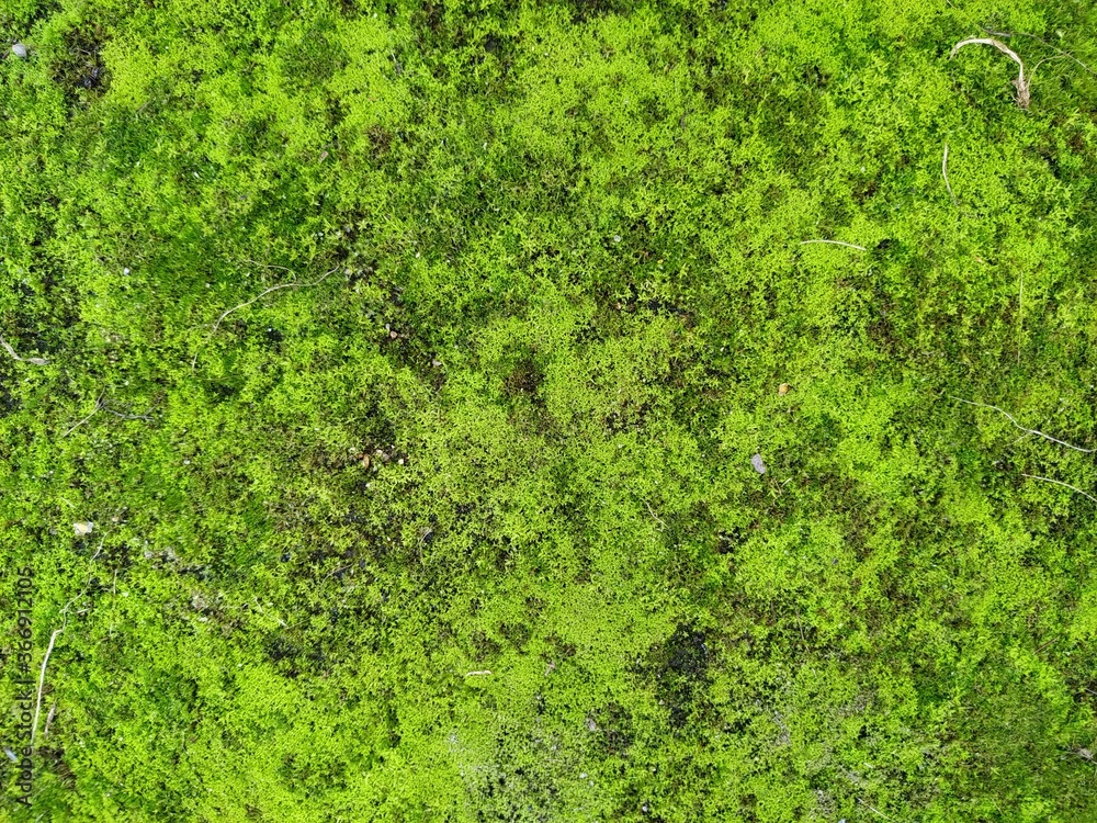 Moss texture. Moss background. Green moss on grunge texture, background. Moss texture. Moss background. Green moss on grunge texture, background.