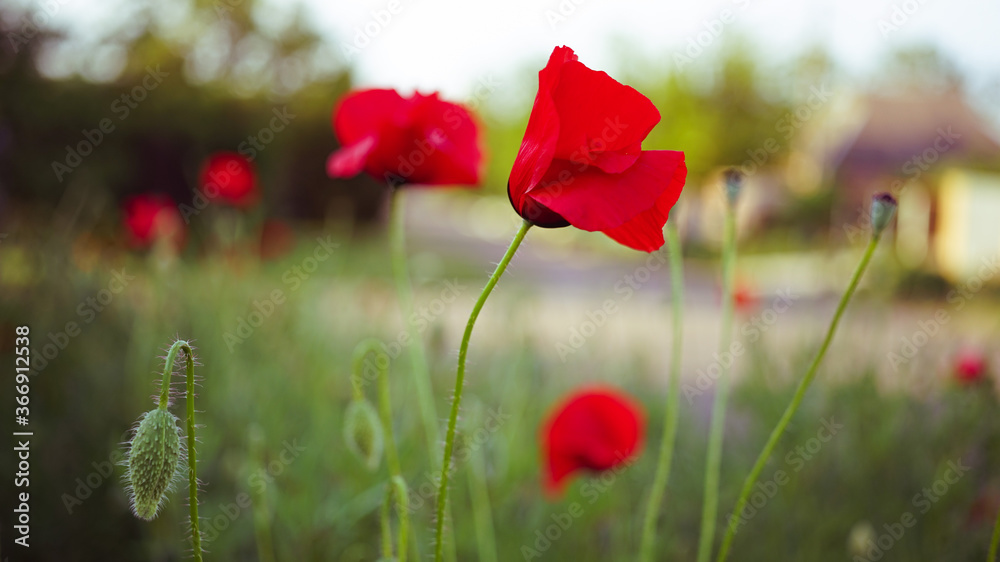 Obraz premium Red poppy flowers growing in summer garden. Natural rural street in blurred background
